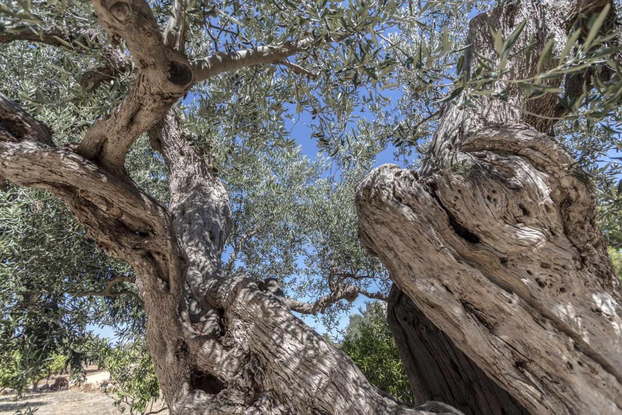 Masseria Fanizzi كونفيرسانو المظهر الخارجي الصورة