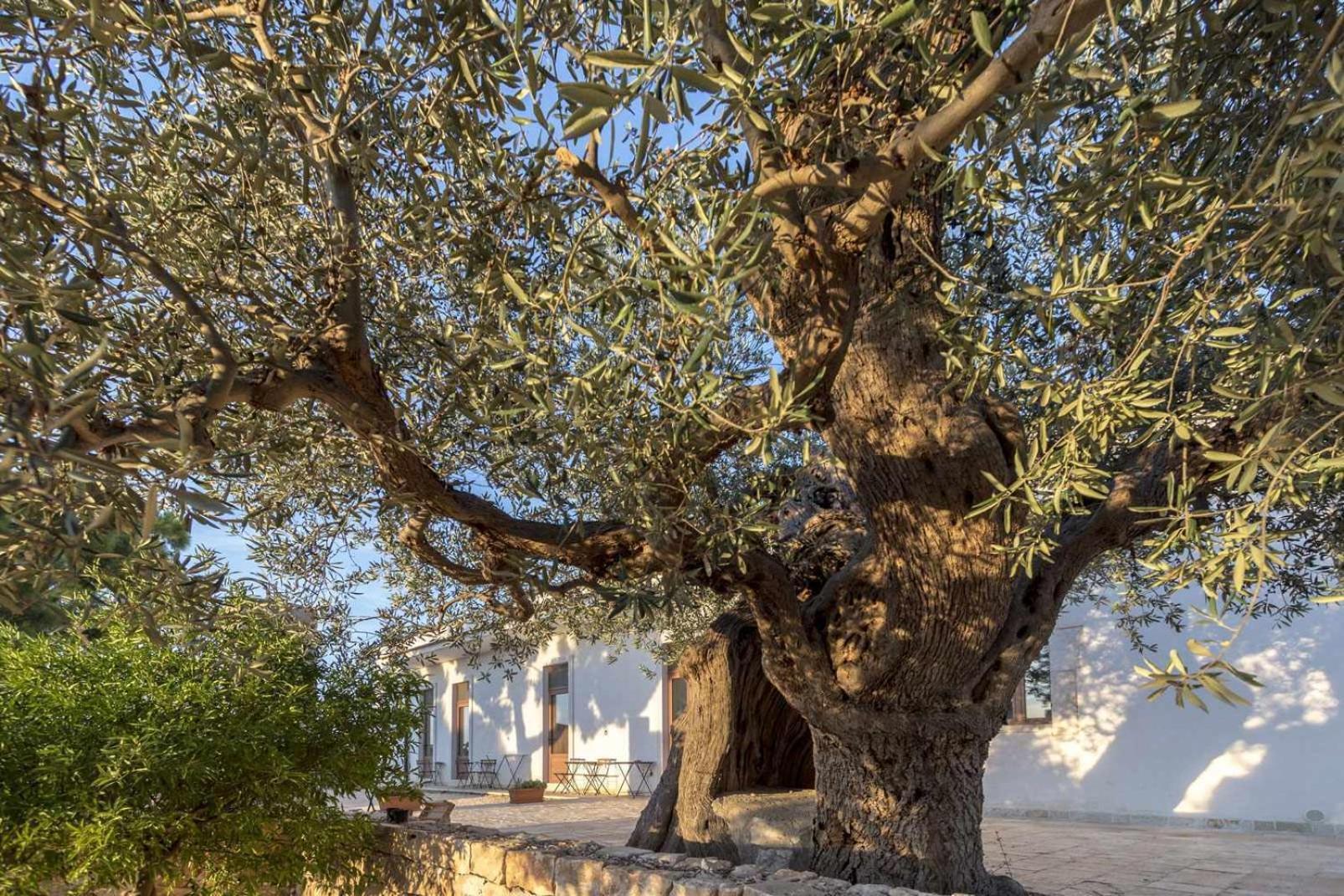 Masseria Fanizzi كونفيرسانو الغرفة الصورة