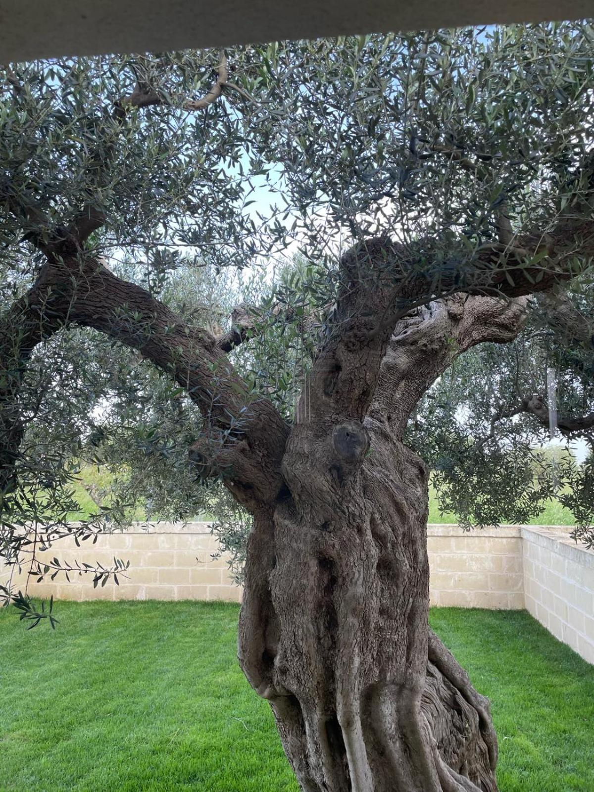 Masseria Fanizzi كونفيرسانو الغرفة الصورة